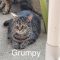 Grumpy
