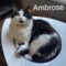 Ambrose