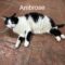 Ambrose