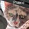 Prairie