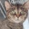 Gimli
