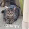 Grumpy