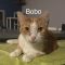 Bobo