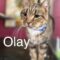 Olay