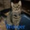 Wooper
