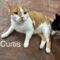 Curtis
