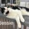Jessie