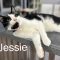 Jessie