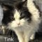 Tink