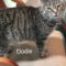 Dodie