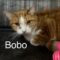 Bobo