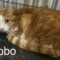 Bobo