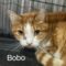 Bobo