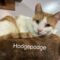 Hodgepodge