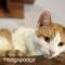 Hodgepodge