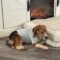 Cooper