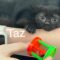 Taz Beano