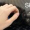 Skillet