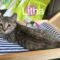 Litha