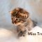 Miss Truffle