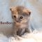 Baby Bon Bon