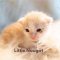 Little Nougat