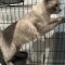 Kylee Kitty