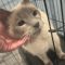 Kylee Kitty