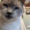 Kylee Kitty