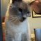 Kylee Kitty