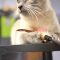 Kylee Kitty